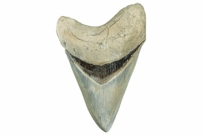 ” Fossil Aurora Megalodon Lower Tooth - Collector Quality #306350